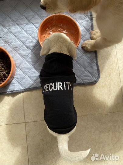 Толстовка для животных