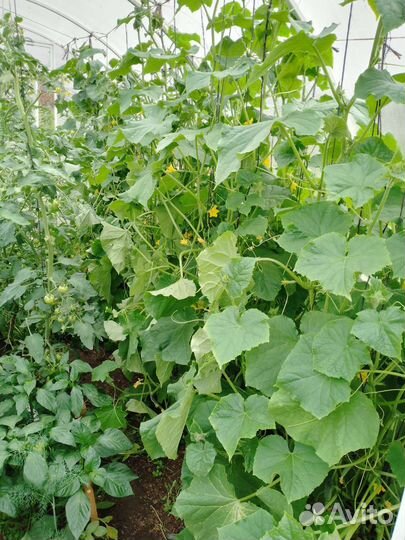 Огурцы патисоны кабачки тыква помидоры