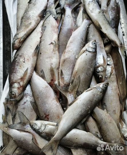 Свежая рыба с янао