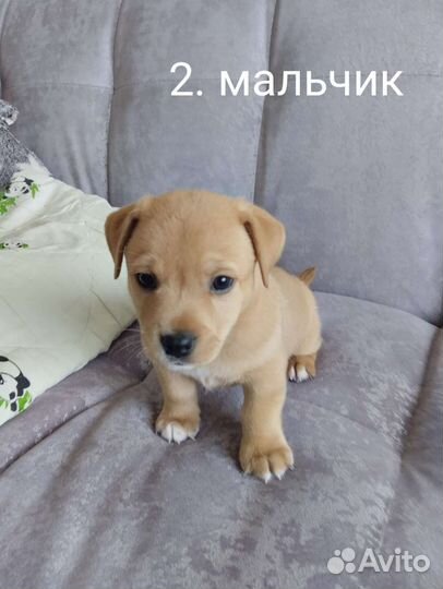 Маленькая собака породистая