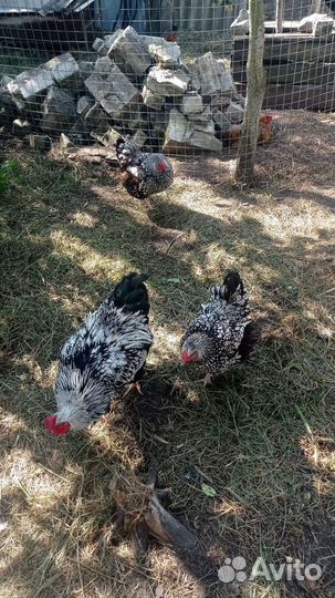 Куры несушки