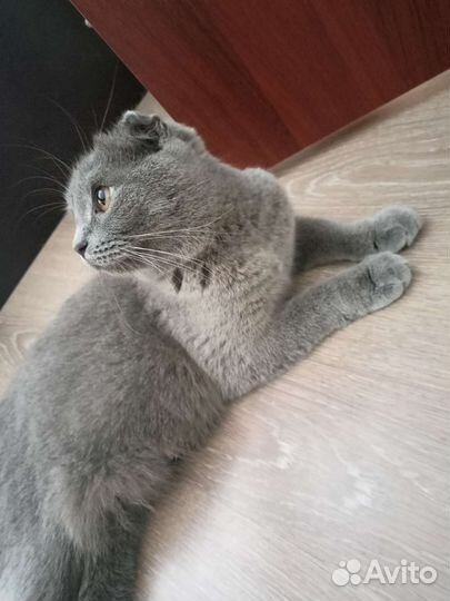 Британские котята вислоухие