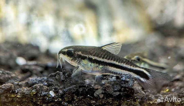 Севилия, Сомик Пигмей