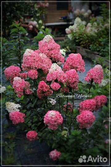 Самарская Лидия