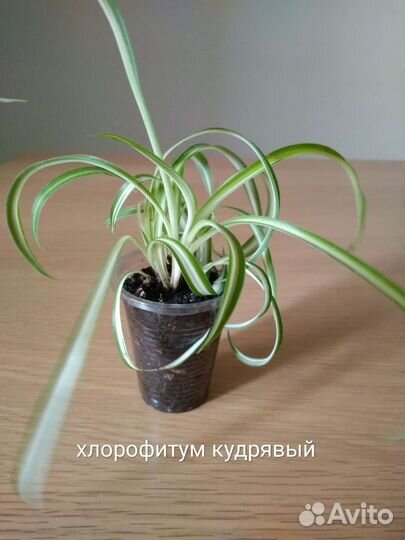 Хлорофитум, каллизия, гастерия