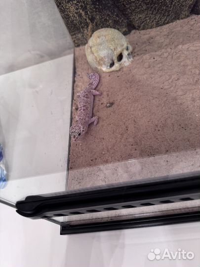 Леопардовый геккон