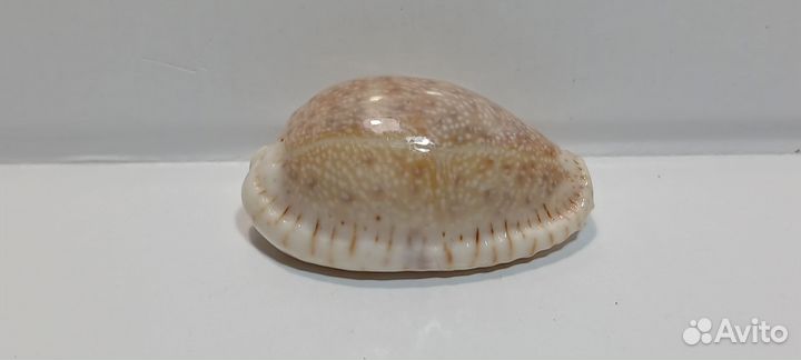 Ципрея Дракаена 3,50 морская ракушка раковина