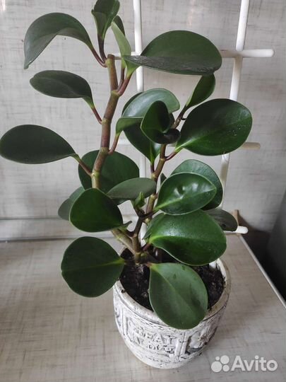 Пеперомия туполистная