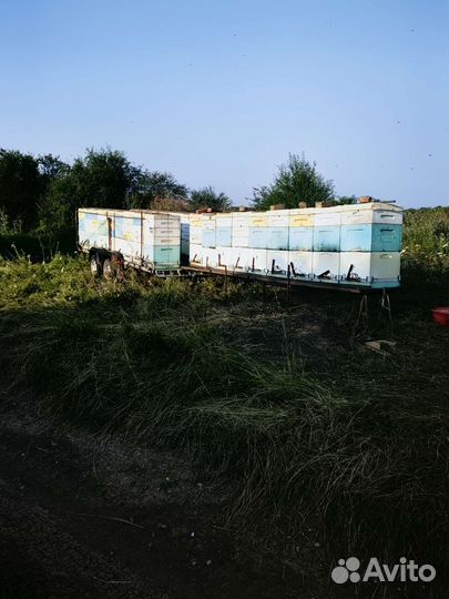 Пчелоприцеп, пасека
