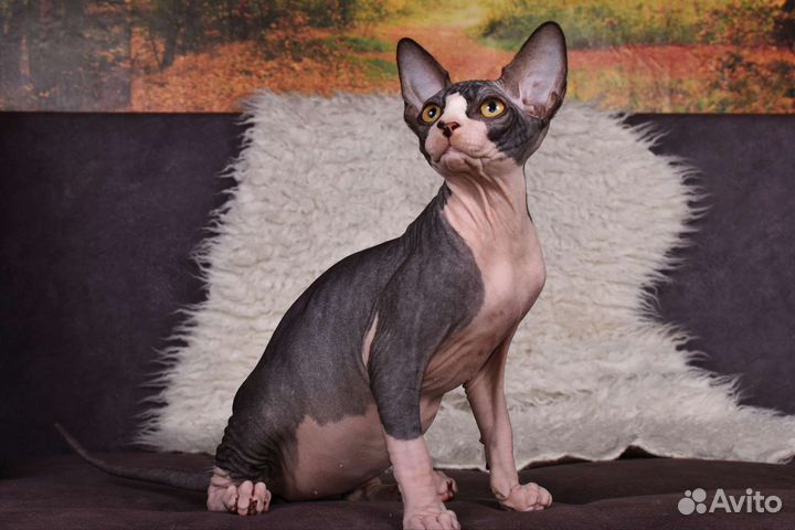 Брутальный малыш канадский сфинкс