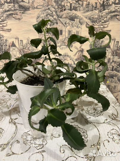 Каланхоэ лечебное