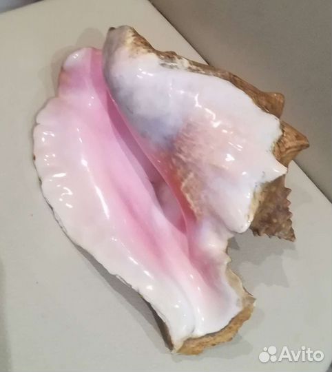 Ракушки для аквариума