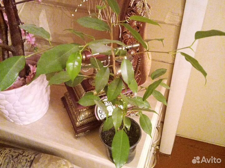 Алоэ, алоэ-вера, педилантус,фикус, лук лечебный