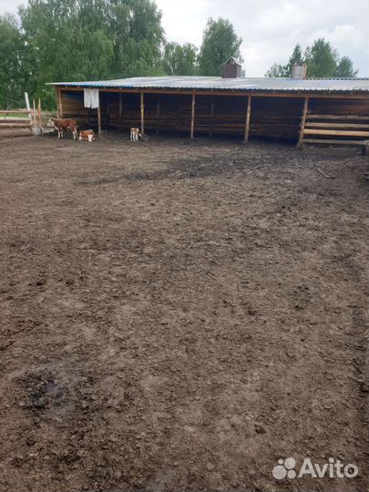 Гатовий бизнес фермер