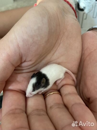 Декоративные мыши