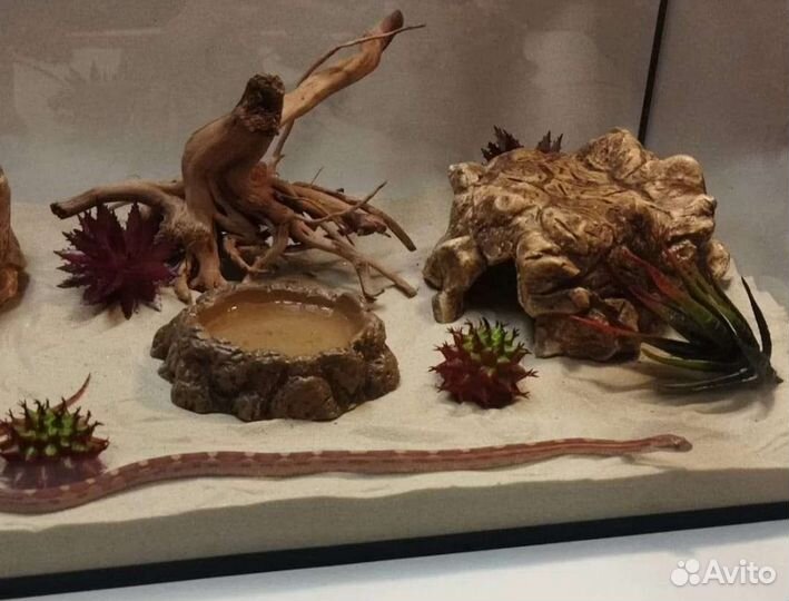 Террариум для рептилий список обширный