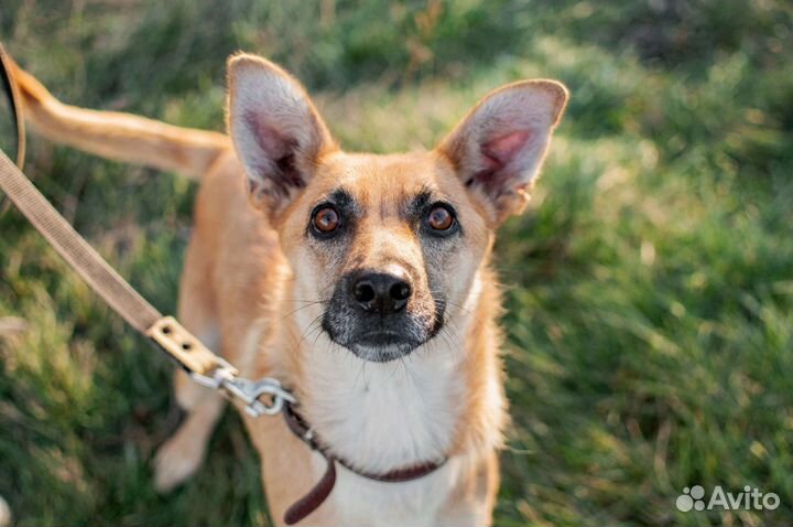 Собака из приюта в добрые руки бесплатно