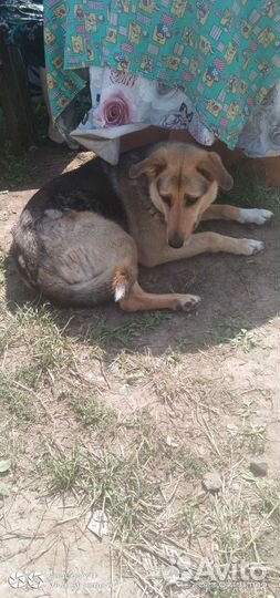 Собаки бесплатно в добрые руки