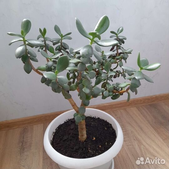 Крассула толстянка денежное