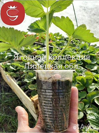 Саженцы (рассада) клубники