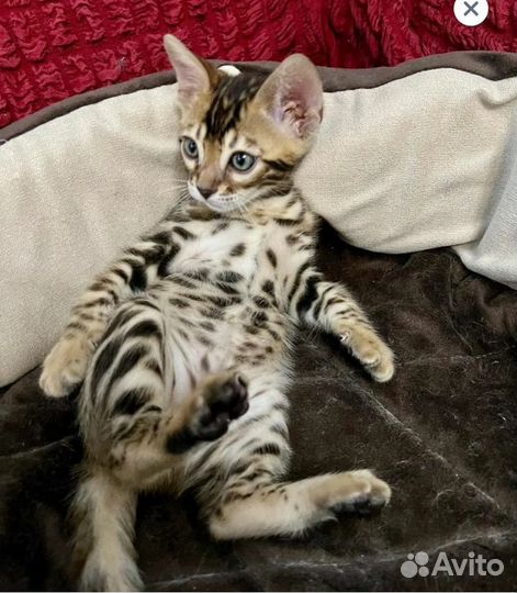 Бенгальская