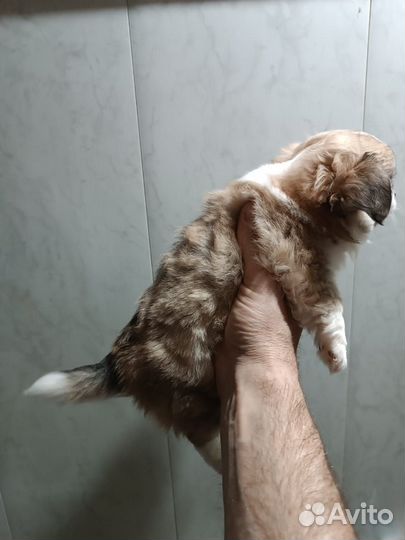 Чихуахуа мини мальчик