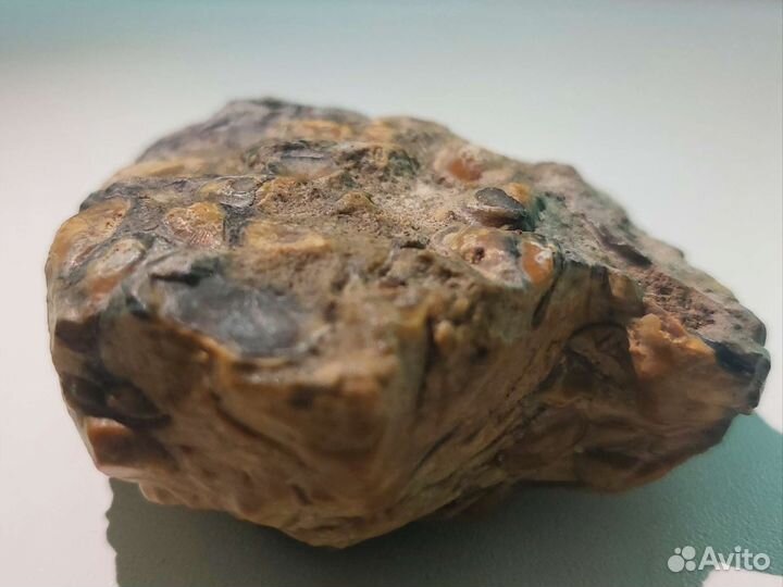 Окаменелое дно древнего моря