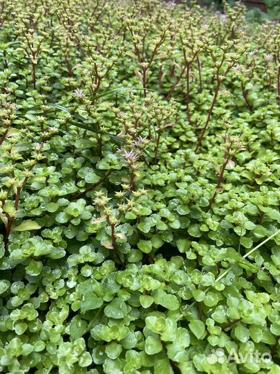 Очиток седум (ковер из растений)