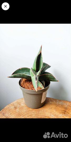 Комнатные растения