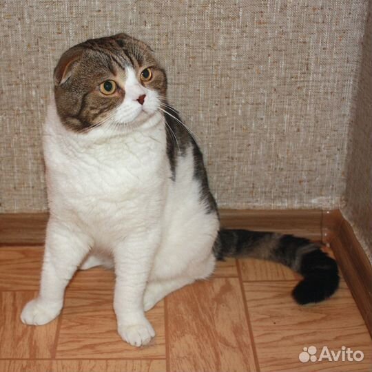 Вязка с вислоухим шотландцем