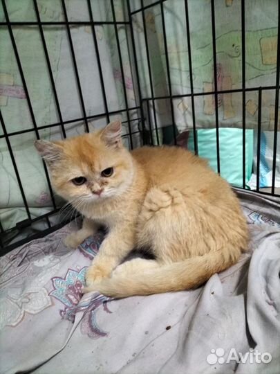 Бедолага котенок британец 4 мес. ищет добрых людей