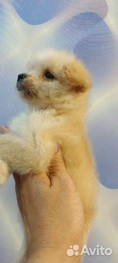 Мини собака