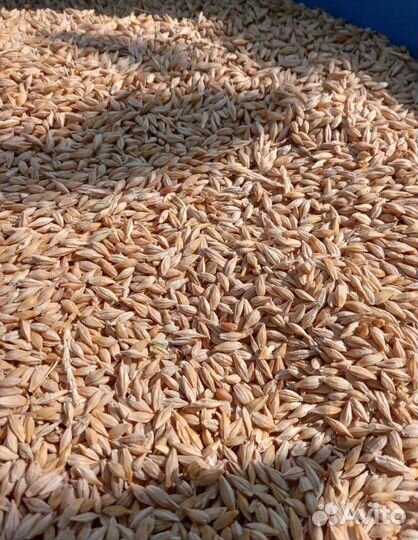 Кормовая пшеница, Гречиха корма
