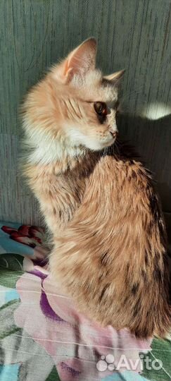 Кошка в дар бесплатно