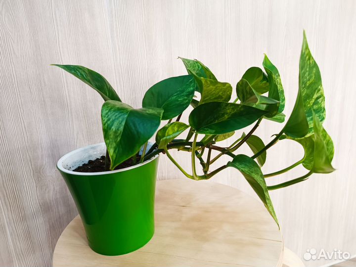 Эпипремнум марбл квин