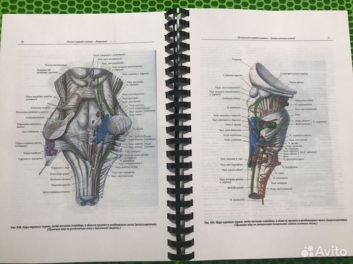 Атлас анатомии человека Синельников