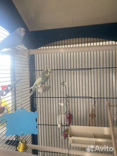 Сладкая парочка с клеткой