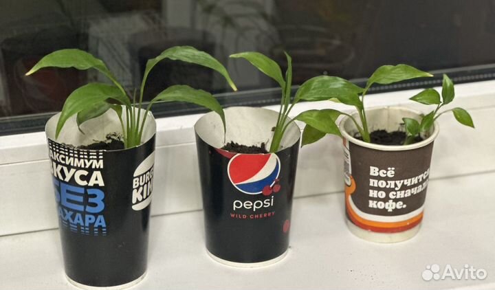 Спатифиллум росток