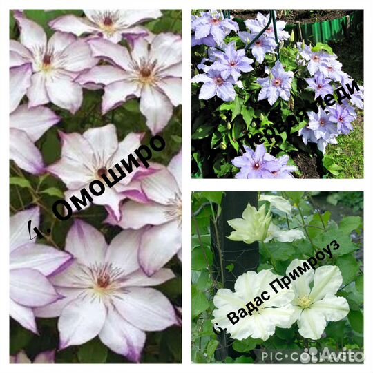 Клематис 1.5-2 года (цены и сорта в описании)