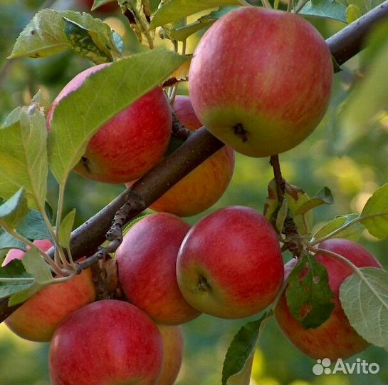 Саженцы плодовых и декоративных растений