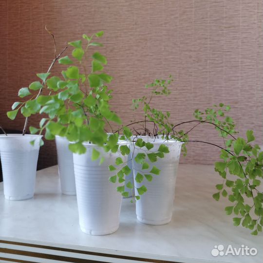 Адиантум венерин волос папоротник