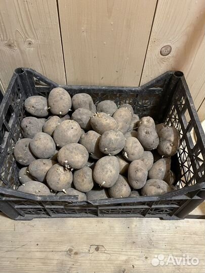 Семенной картофель