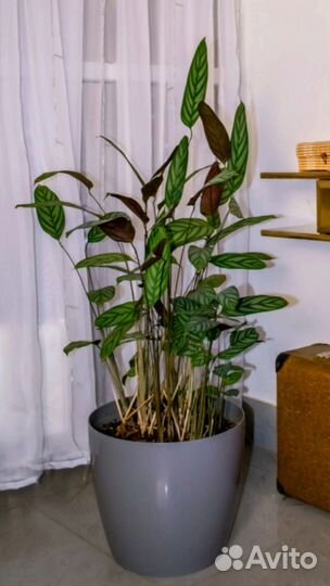 Ктенанта - большой комнатный цветок