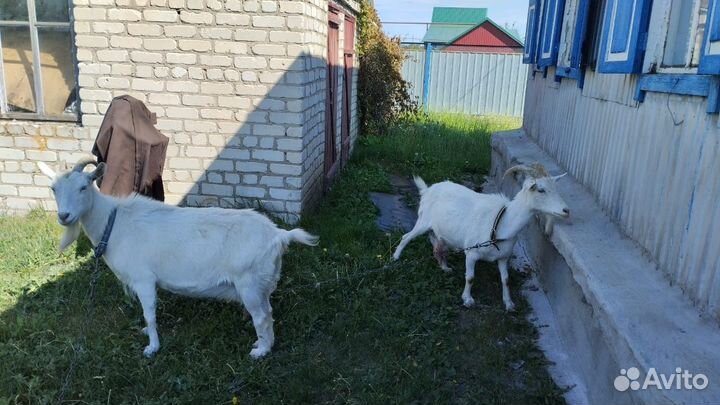 Продаются две дойные козы