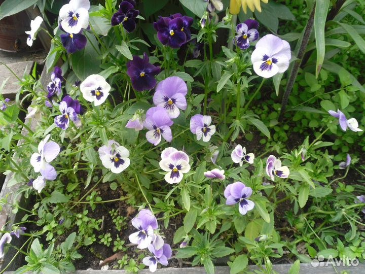 Садовые цветы и растения