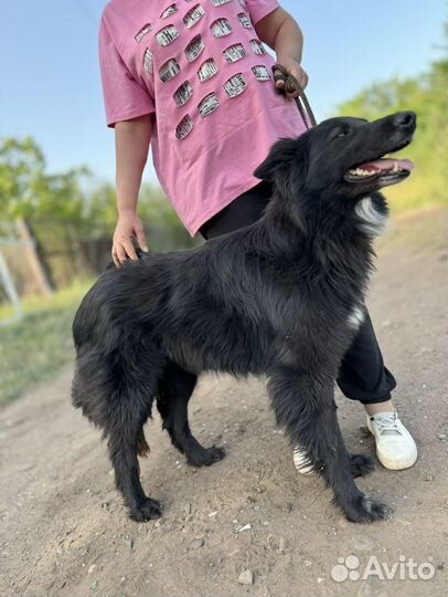 Собака овчарка в добрые руки
