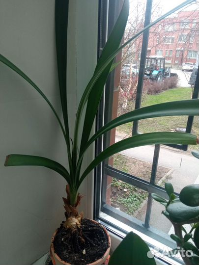 Комнатные цветы бесплатно. Пока бронь до 25.05