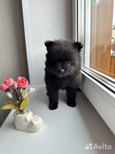 Щенки шпица