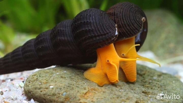 Пресноводные моллюски(1)