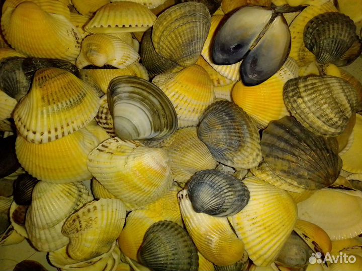 Ракушки: рапаны и скафарки